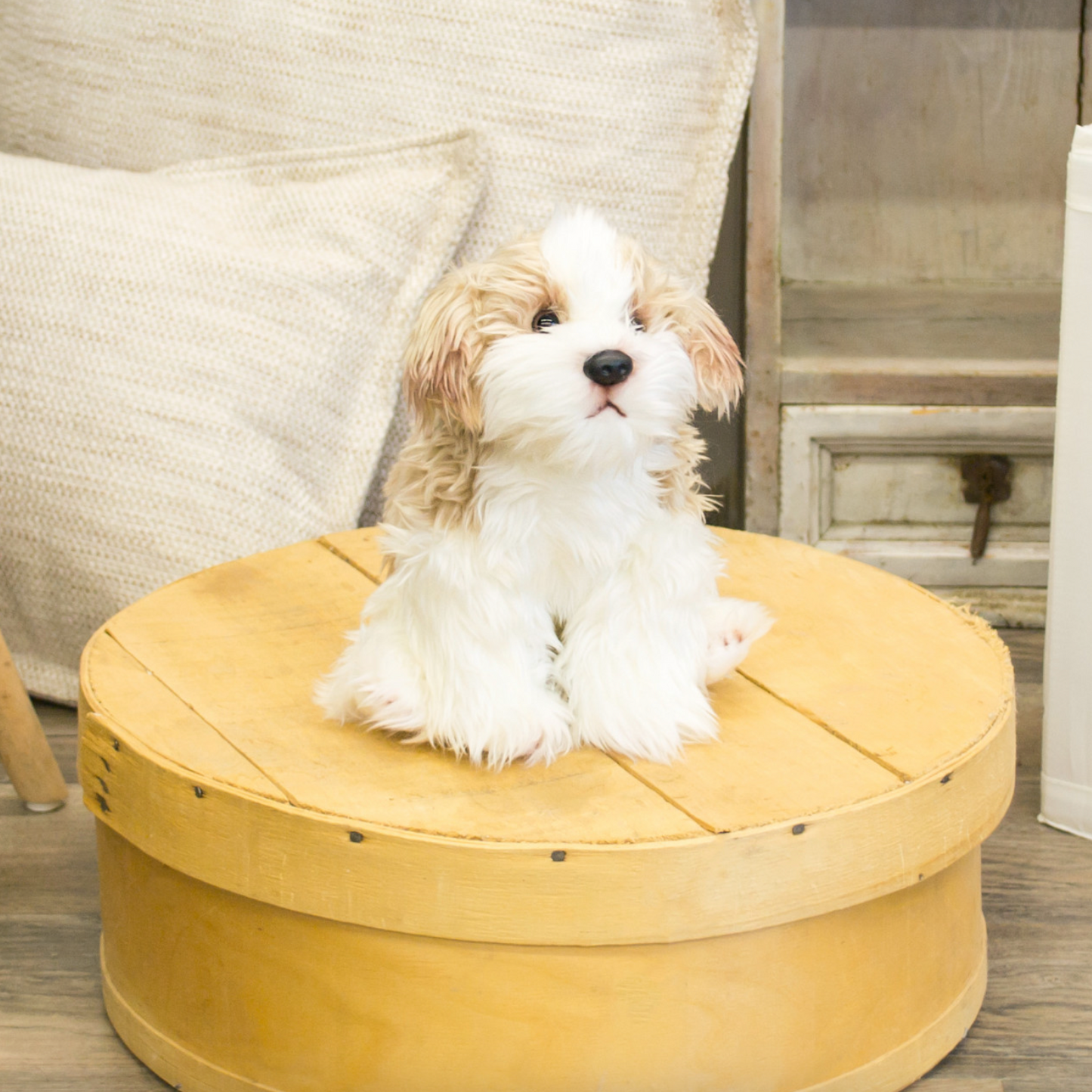 Maltipoo Stuffed Animal