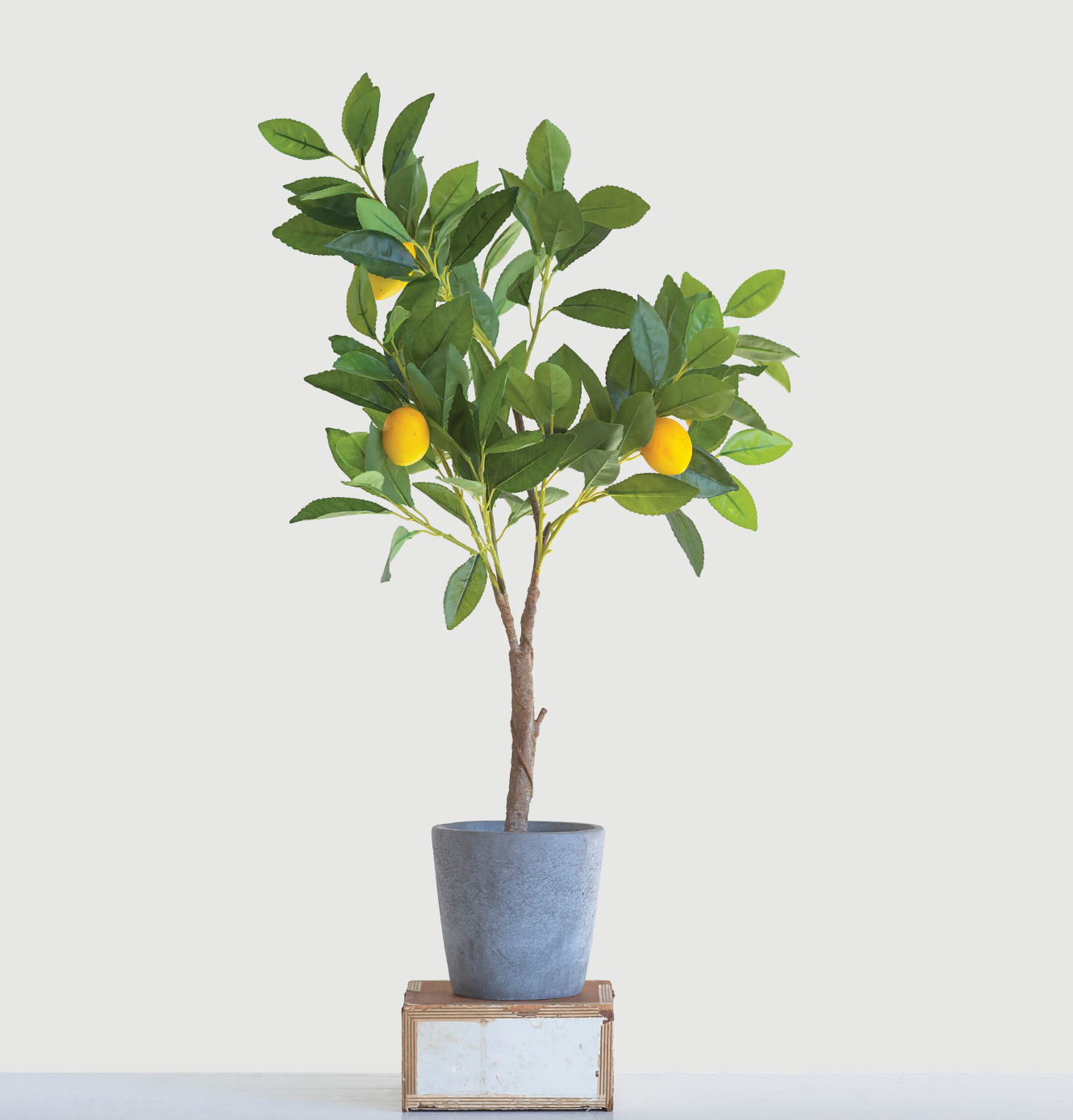 Lemon Tree in Pot