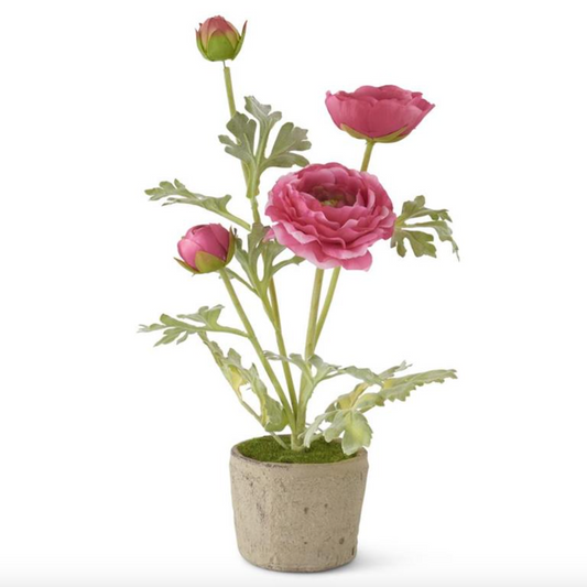 14.75 Inch Pink Ranunculus In Clay Pot